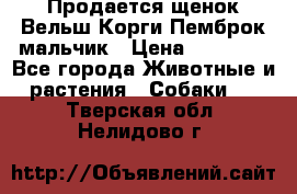 Продается щенок Вельш Корги Пемброк мальчик › Цена ­ 65 000 - Все города Животные и растения » Собаки   . Тверская обл.,Нелидово г.